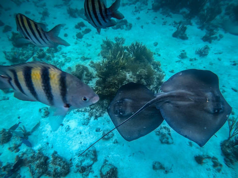 Caymanian Experience-大开曼岛必去景点