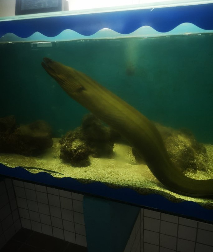 Projeto Hippocampus-嘎林海斯港必去景点