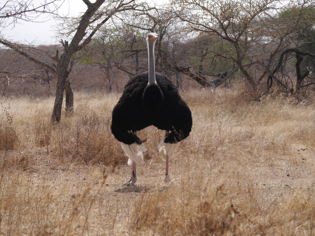 Ethiopian Endemic Birdwatching Tours-拉利贝拉必去景点