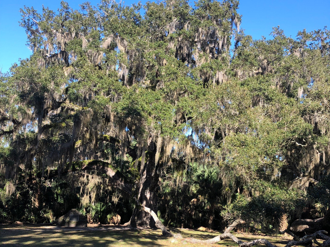 Bulow Plantation Ruins Historic State Park-Flagler Beach必去景点