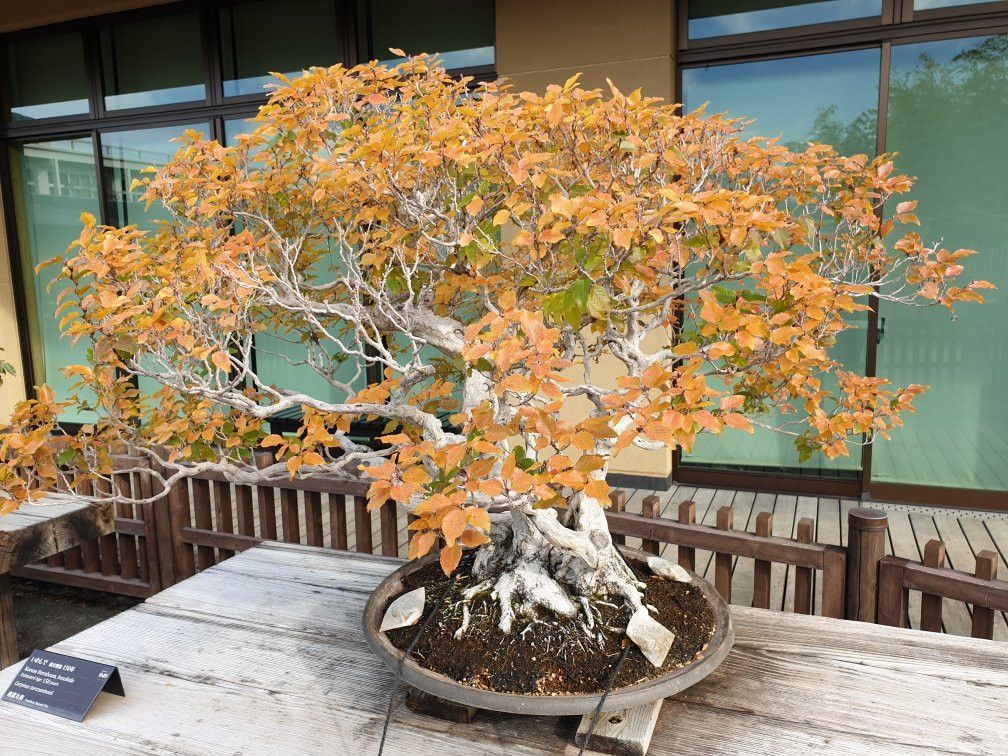 The Omiya Bonsai Art Museum Saitama景点图片