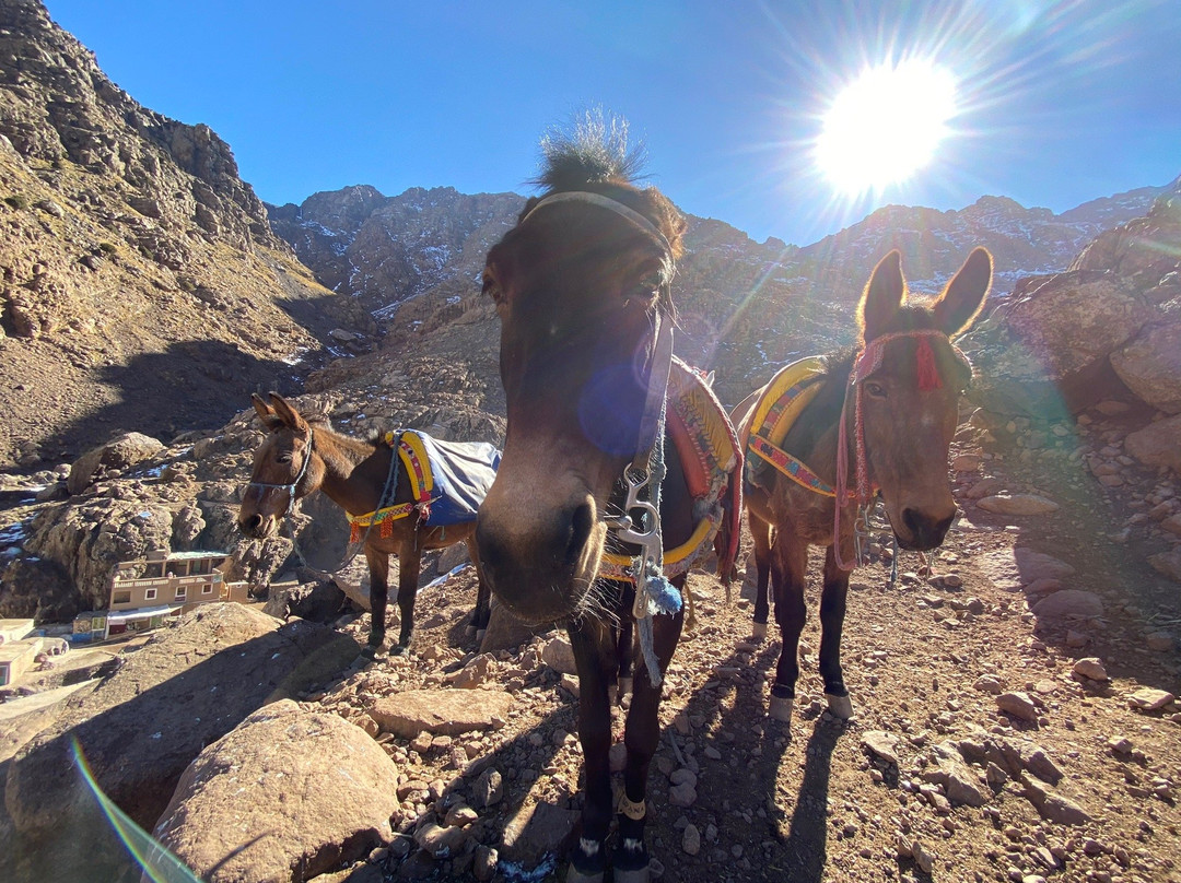 Trek In Atlas-马拉喀什必去景点