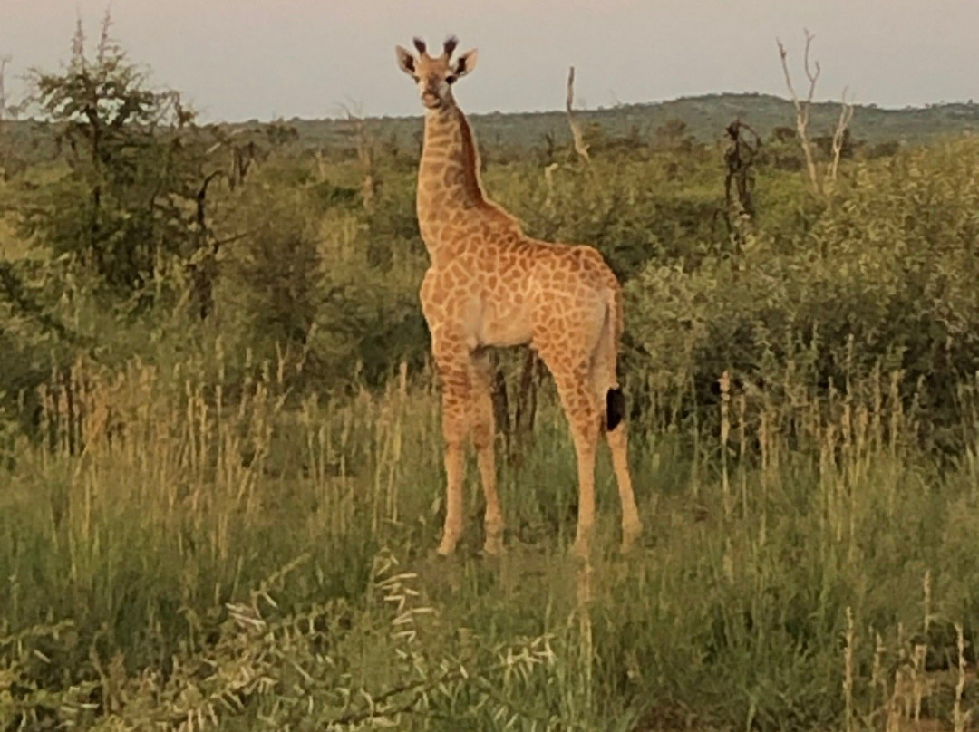 Madikwe Nature Reserve-Zeerust必去景点