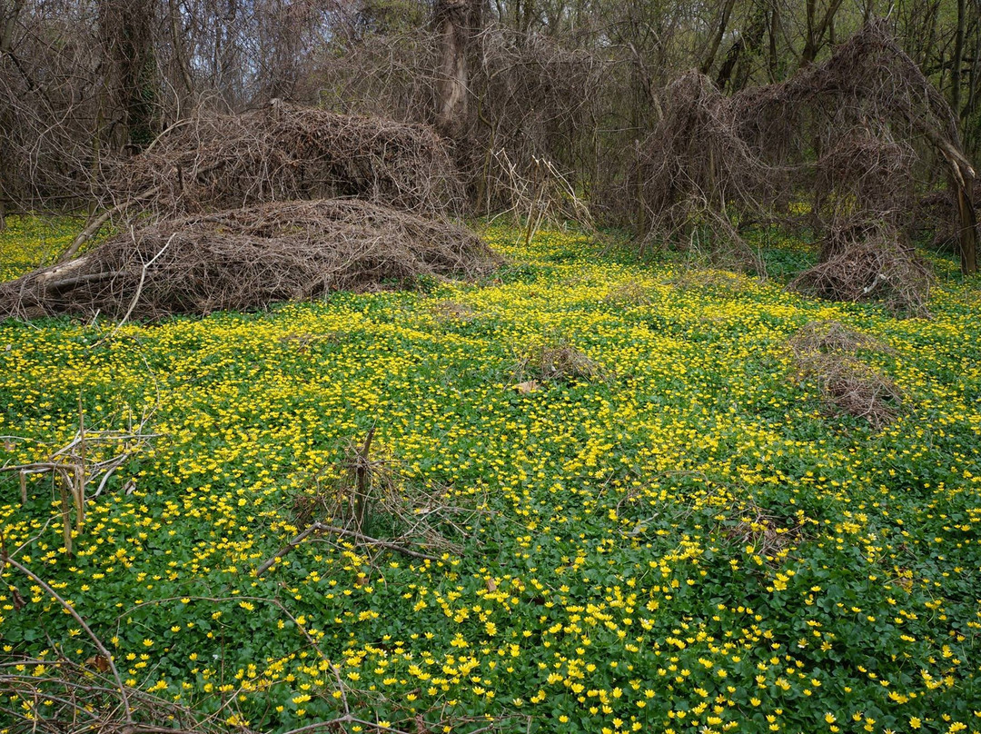 Adelphi旅游攻略图片