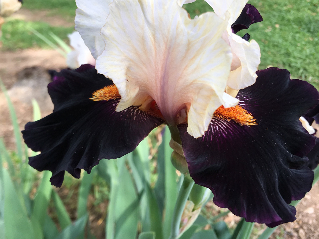 Horton Iris Garden景点图片