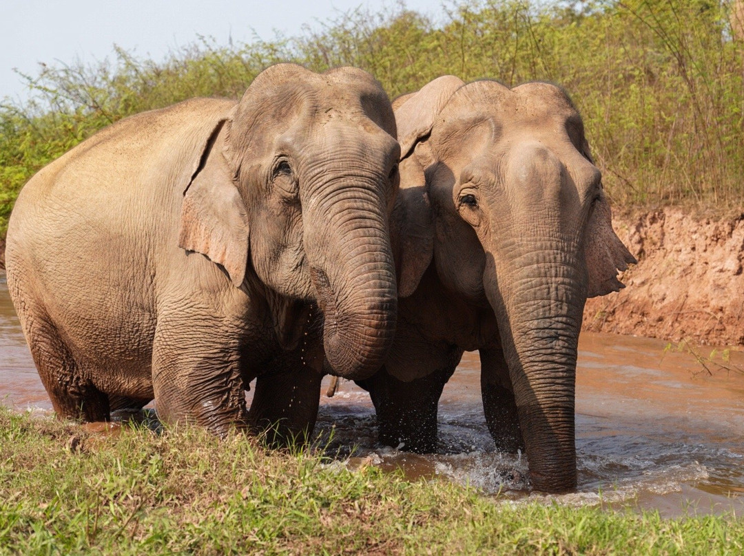 Vang Vieng Elephant Sanctuary-旺阳必去景点