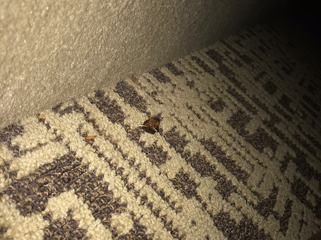 Microtel Inn & Suites by Wyndham Anderson / Clemson主图