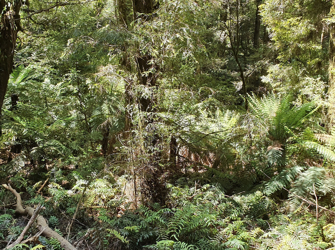 Warburton Rainforest Gallery景点图片