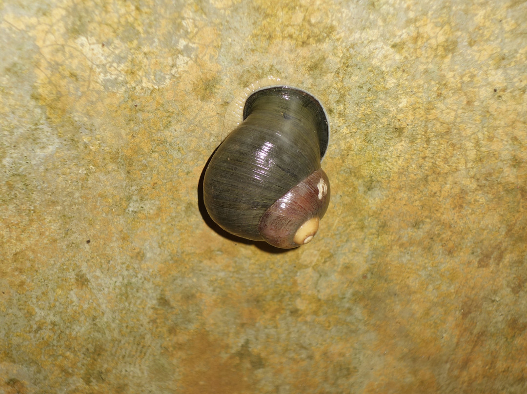 Luck Grove Spice Garden-Matale必去景点