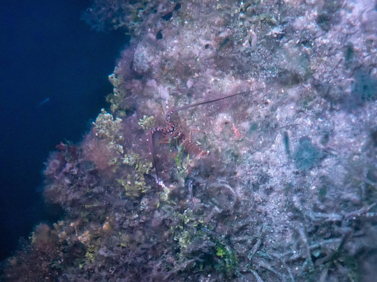 Ibis Bay Paddle Sports-基韦斯特必去景点