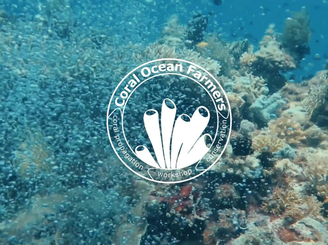 Coral Ocean Farmers internship / volunteering-Panglao必去景点