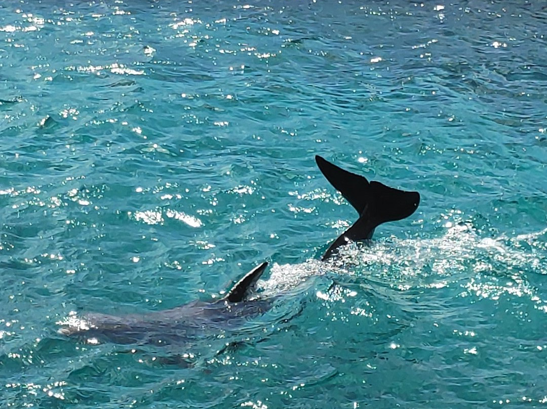 Curaçao Sea Aquarium-威廉斯塔德必去景点