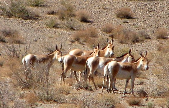 Khabr National Park景点图片