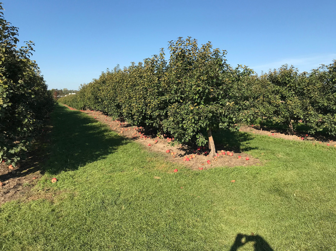 Crane Orchards Upick and Corn Maze景点图片