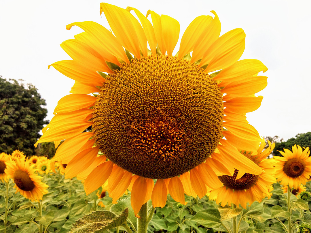 Sunflower Field景点图片