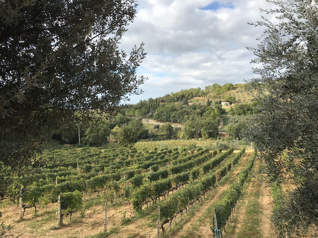 Azienda Agricola Uccelliera-蒙塔尔奇诺必去景点