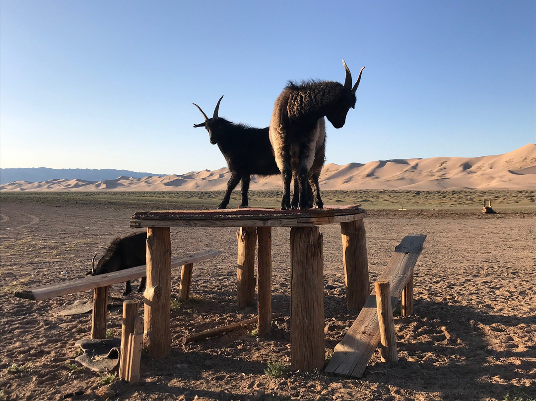 Gobi Gurvansaikhan National Park景点图片