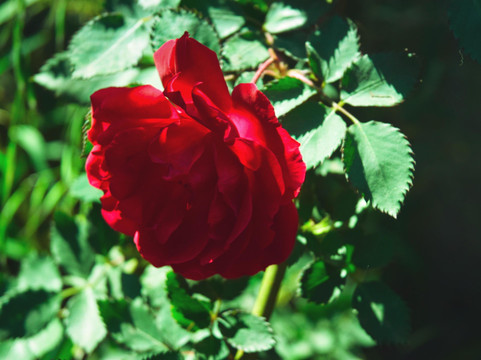 Lasta Garden Retreat-拉利贝拉必去景点