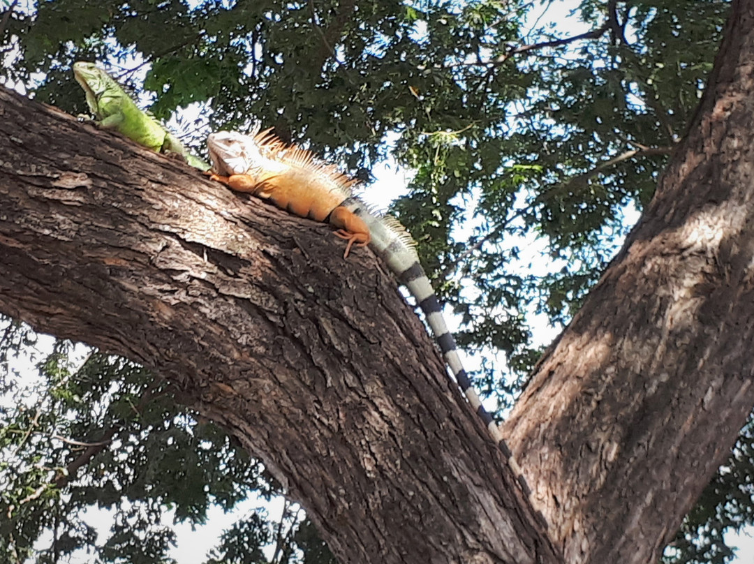 Hotel San Rafael主图