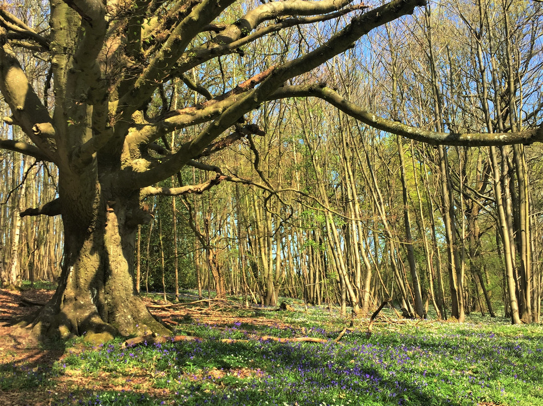 High Weald Area of Outstanding Natural Beauty景点图片
