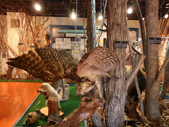 Niikappu Town Local Museum-新冠町必去景点