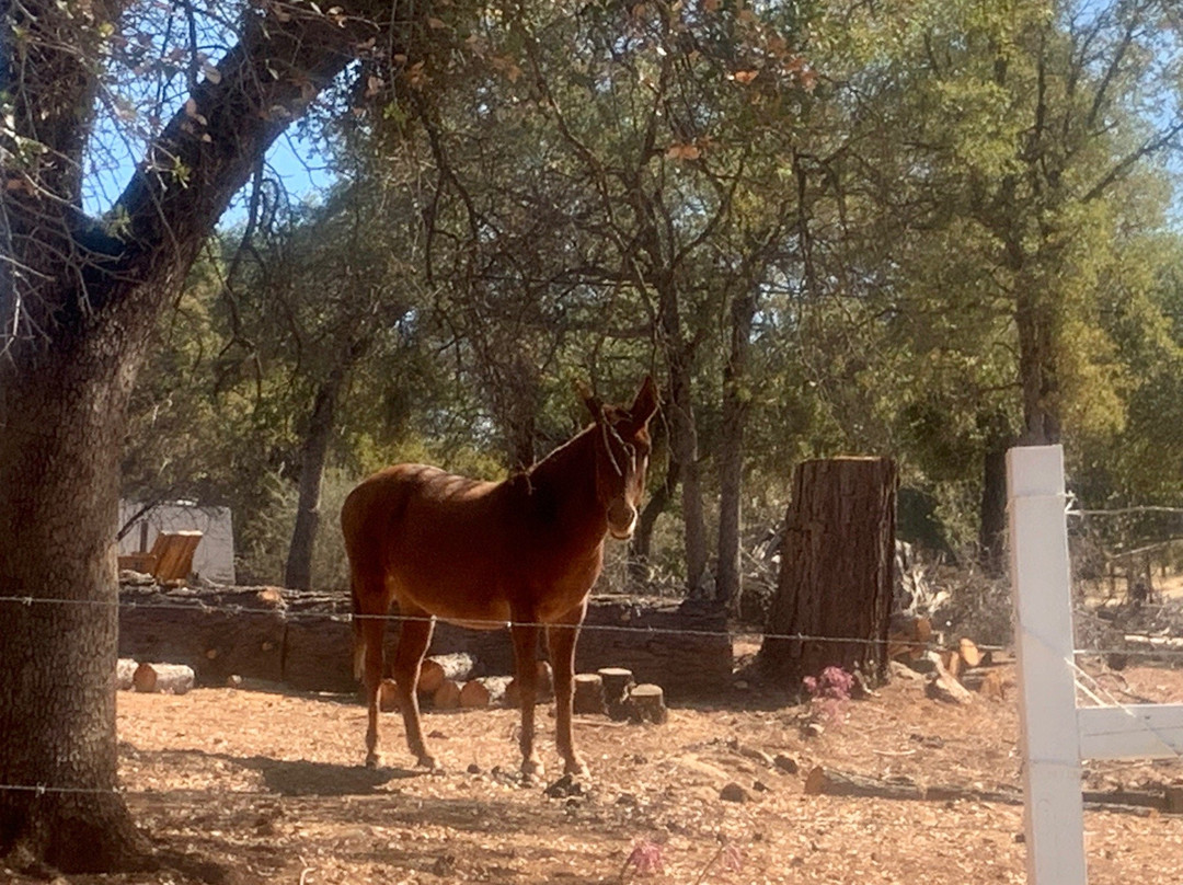 California Historical Landmark 138 - Mark Twain Cabin-Tuolumne必去景点