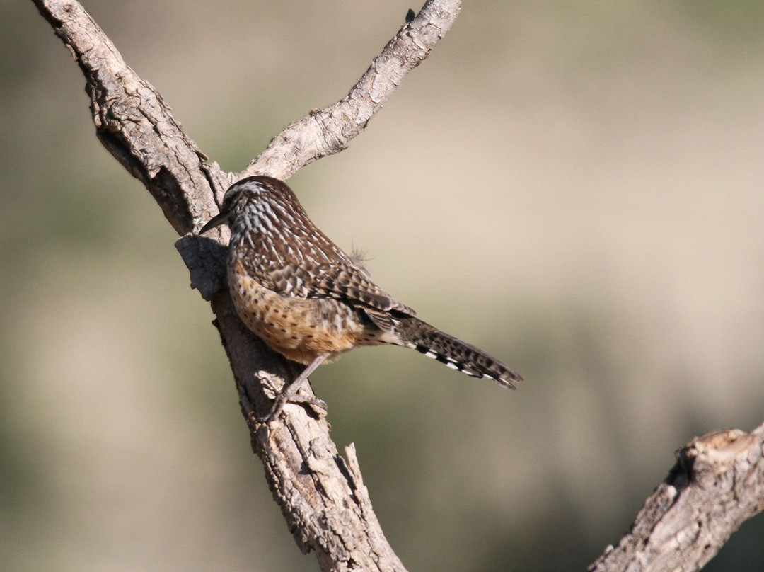 Battiste's Bed, Breakfast & Birds主图