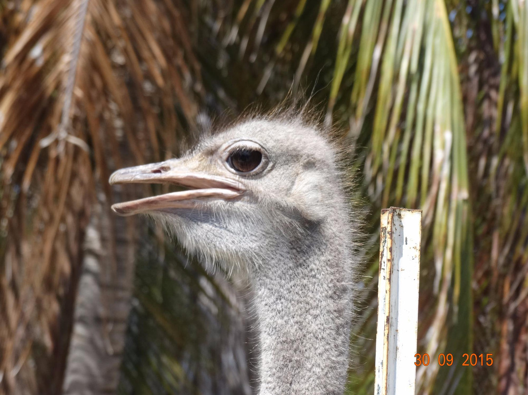 Curacao Zoo景点图片