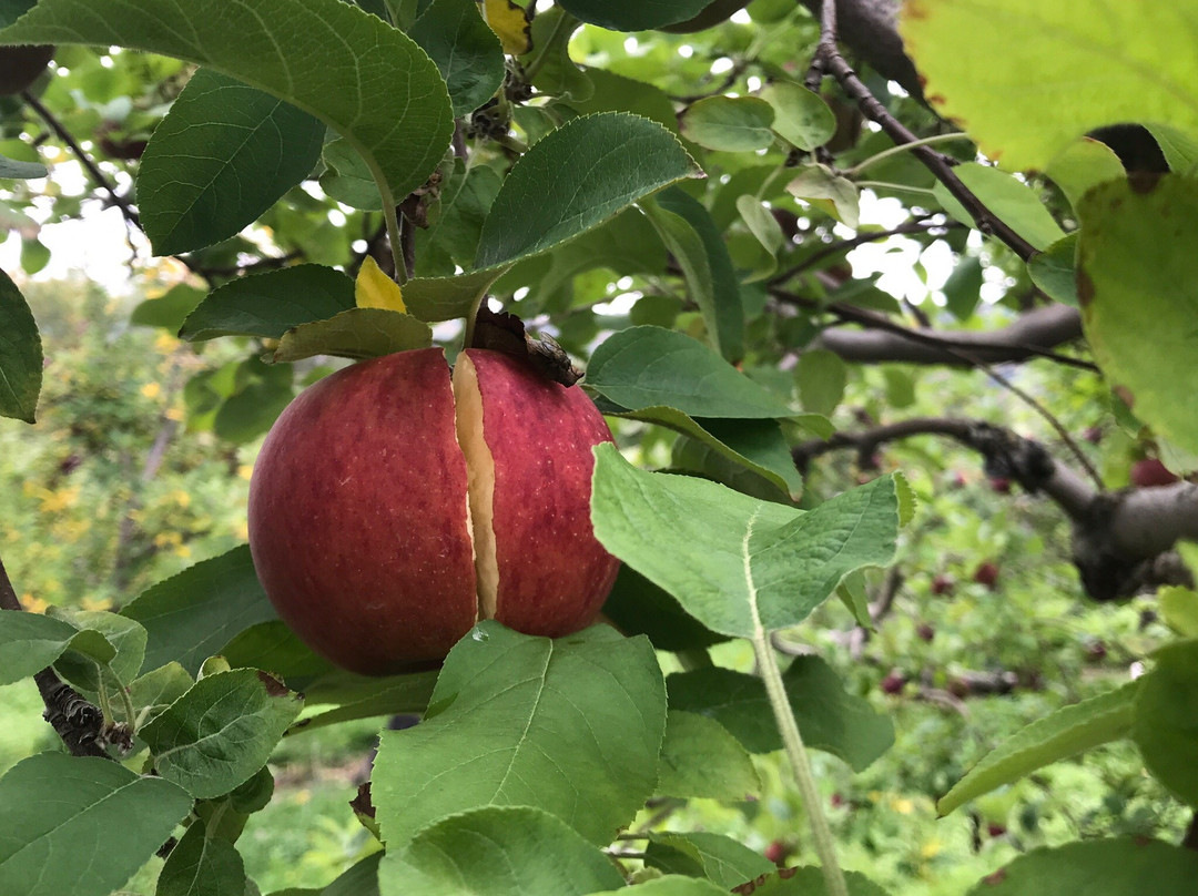 Bartlett's Orchard景点图片