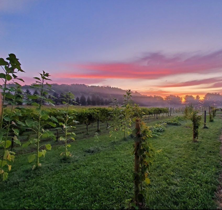 65 Vines Winery景点图片