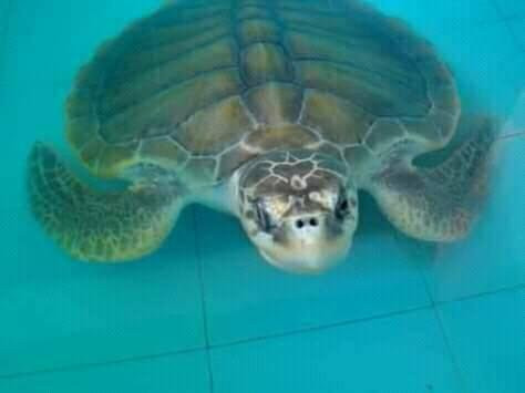 Pariaman Turtle Conservation-Pariaman必去景点