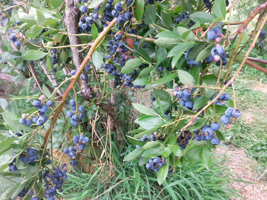 Mountainview Blueberry Farm景点图片