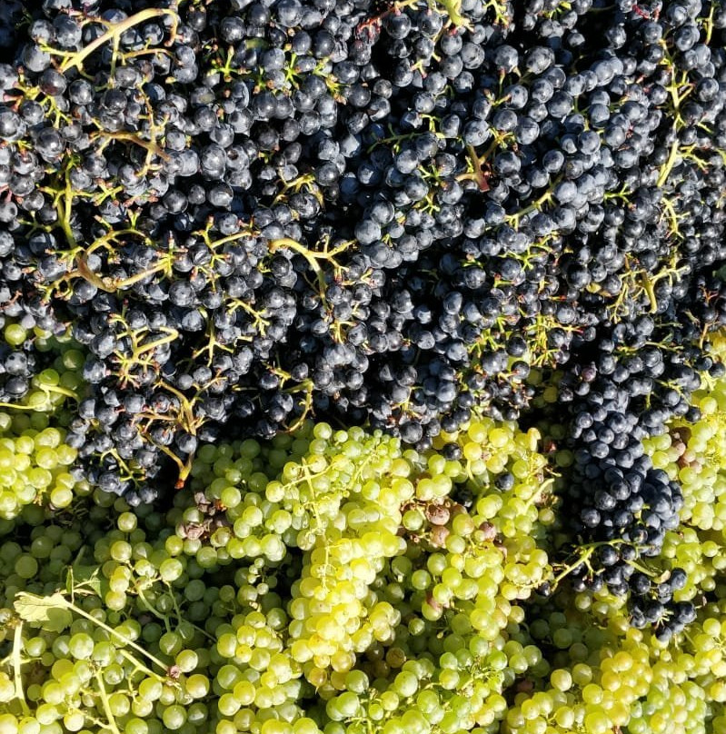 Weingut Gorges-Muller-Burgen必去景点