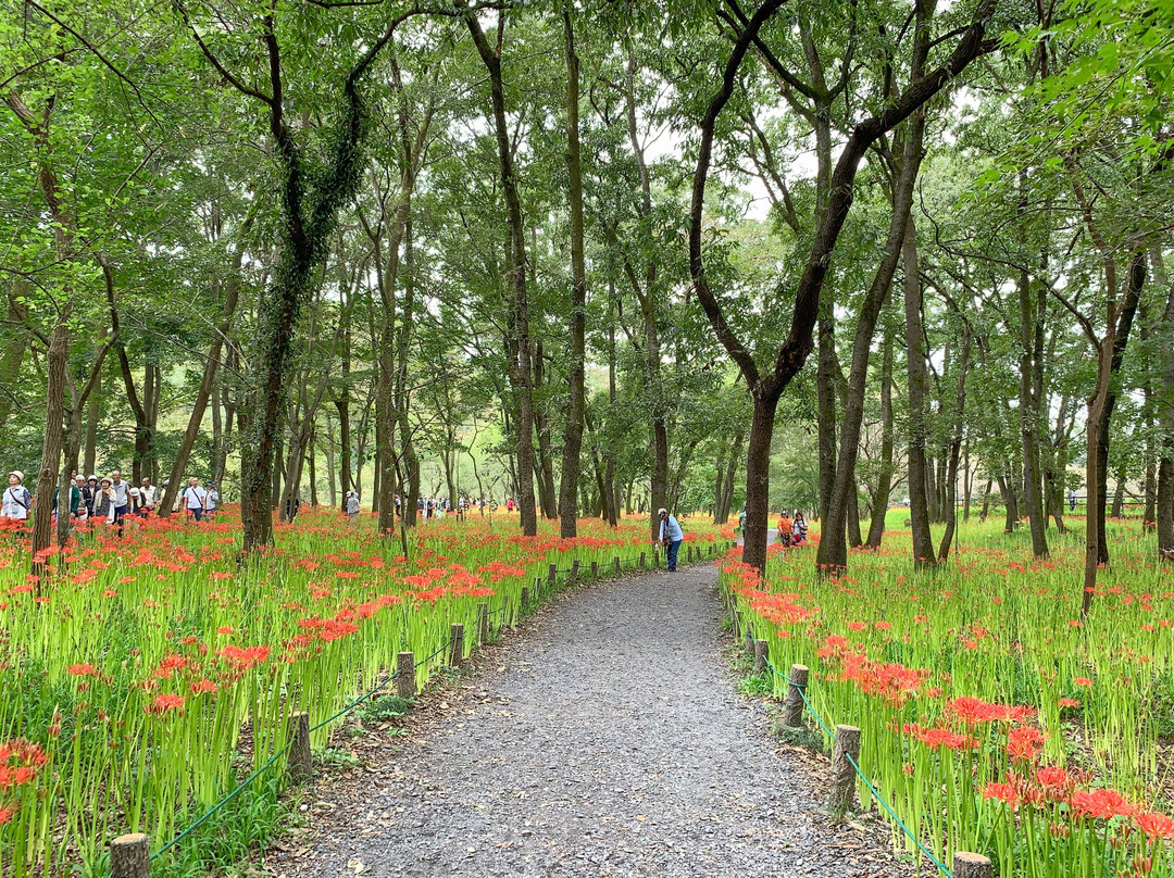 Kinchakuda Manjushage Park景点图片