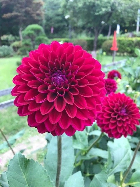 Yamagata Kawanishi Dariya Garden景点图片