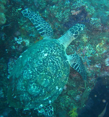 巴厘岛潜水-沙努尔必去景点