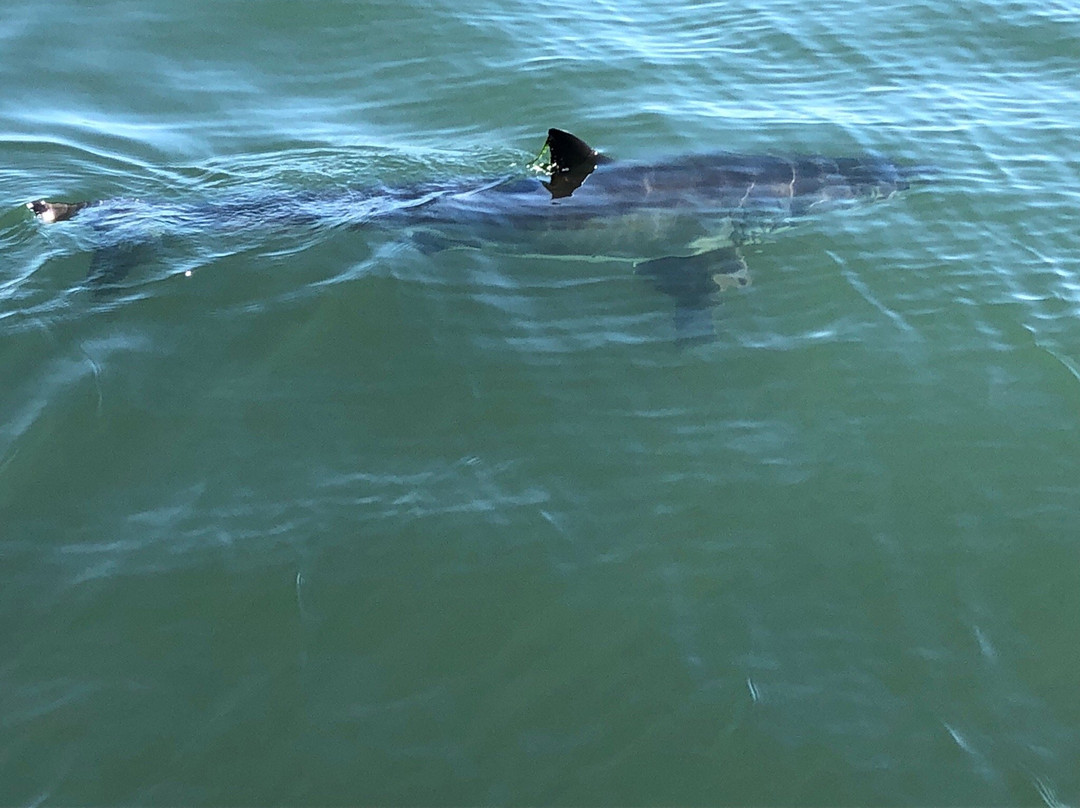 Sea Spirit Ocean Safari (formerly)-圣克鲁斯必去景点