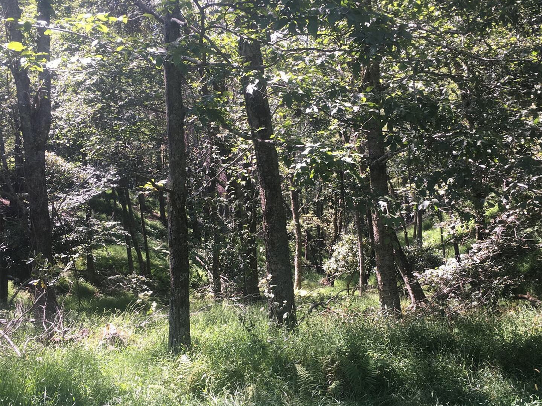 Doughton Park Campground and National Recreation Area景点图片