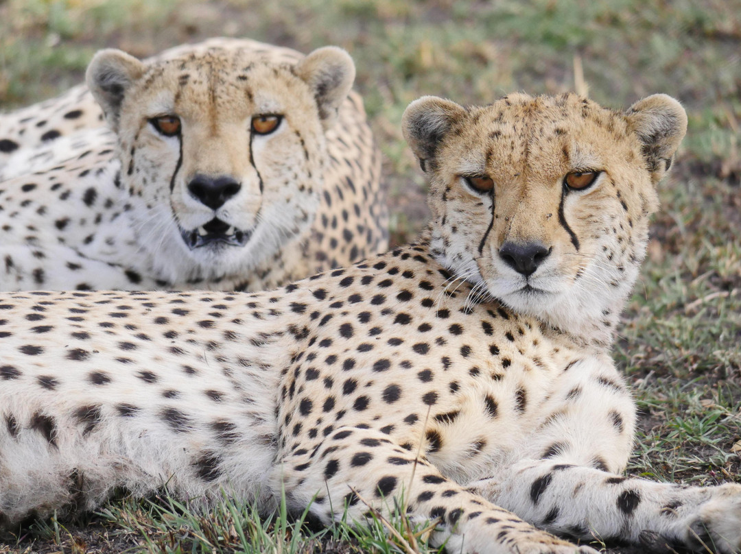 Africa Mollel Safaris-阿鲁沙必去景点