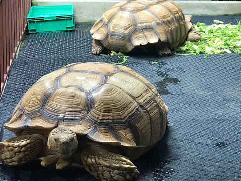 宽里安水上市场-曼谷必去景点