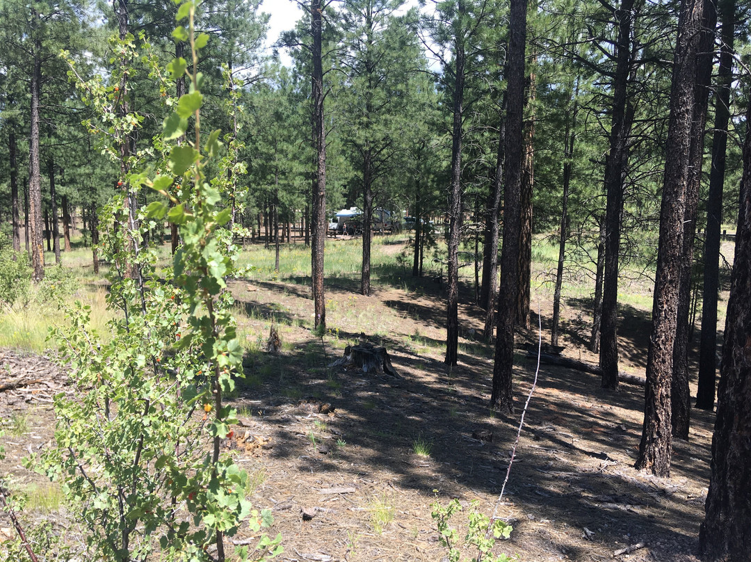 Jemez National Recreation Area景点图片