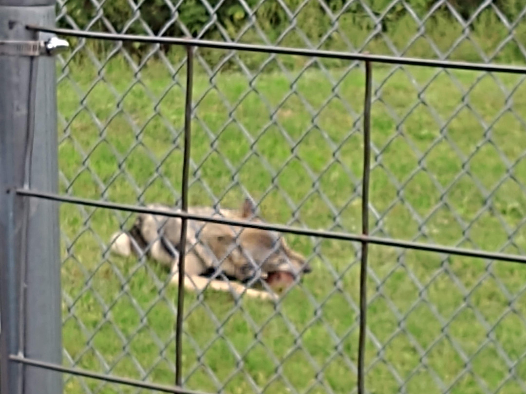 Wolf Park-Battle Ground必去景点