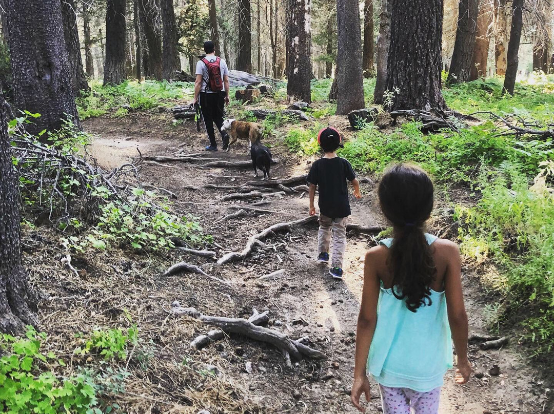 Champion Lodgepole Pine-大熊湖必去景点