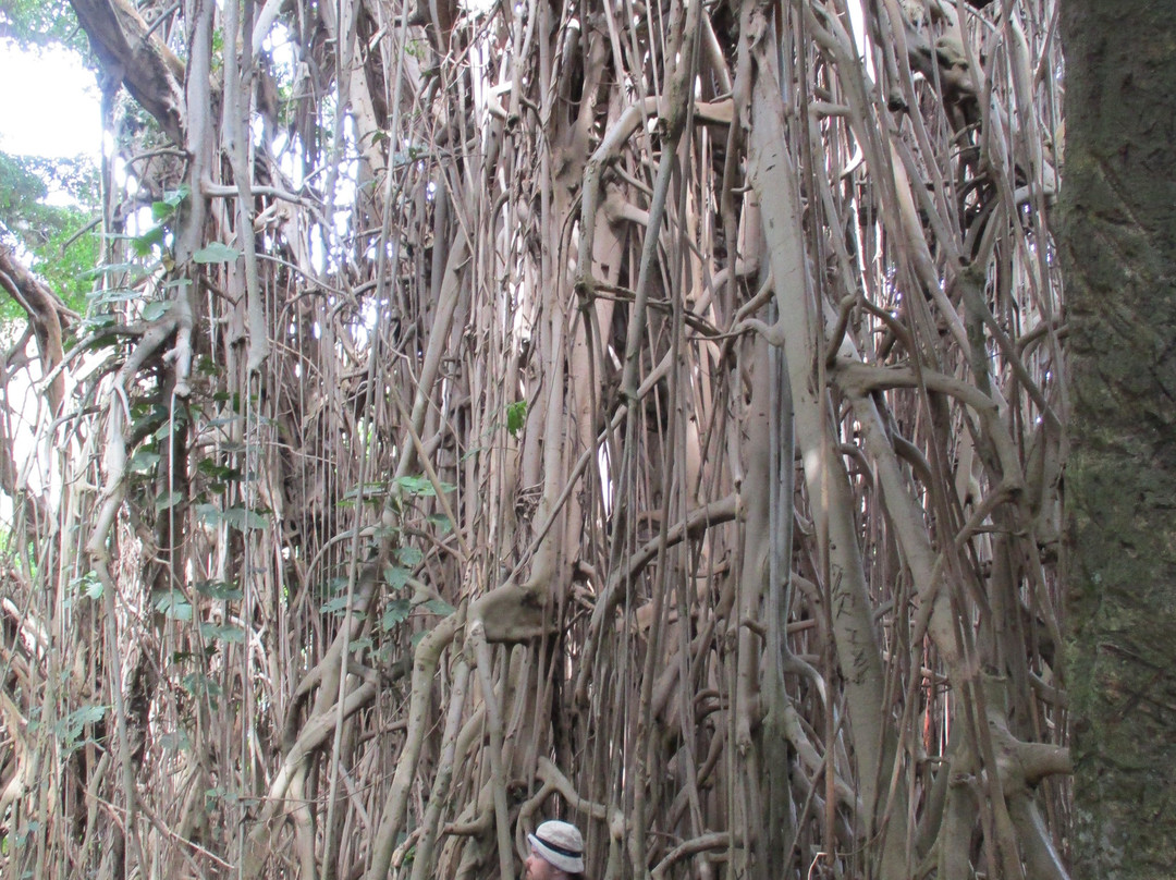 Giant Banyan Tree-塔纳岛必去景点