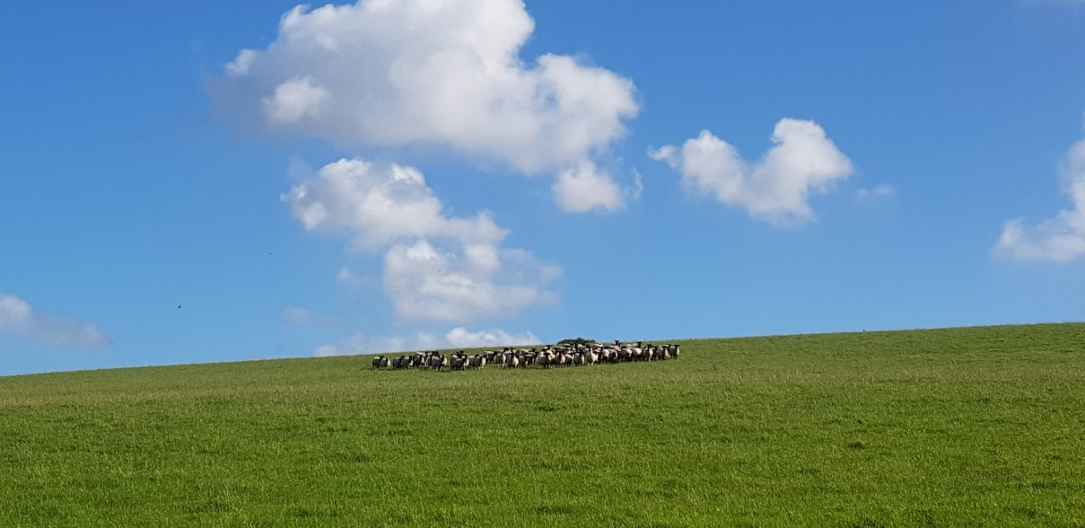 Alscott Barton-官方