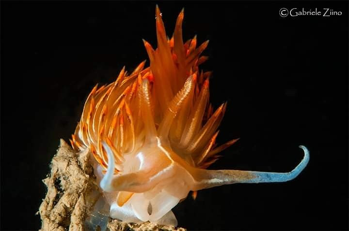 Full Dive-Porto Ercole必去景点