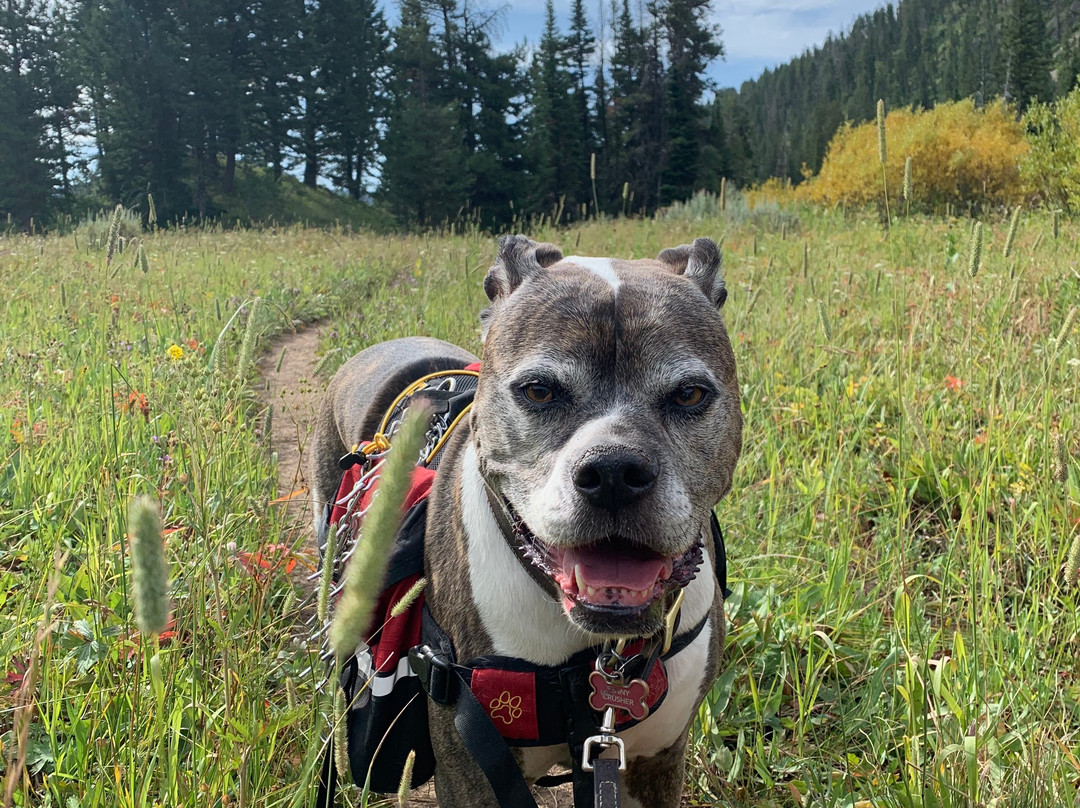 Targhee National Forest景点图片