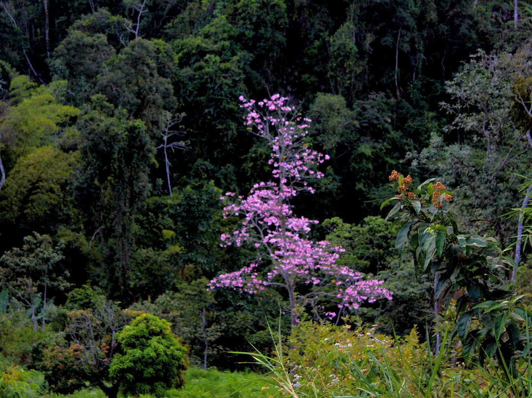 La Ruta de la Miel-Quipile必去景点