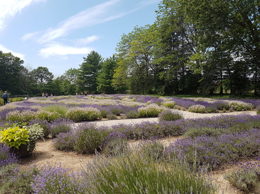 Steed & Company Lavender-Aylmer必去景点