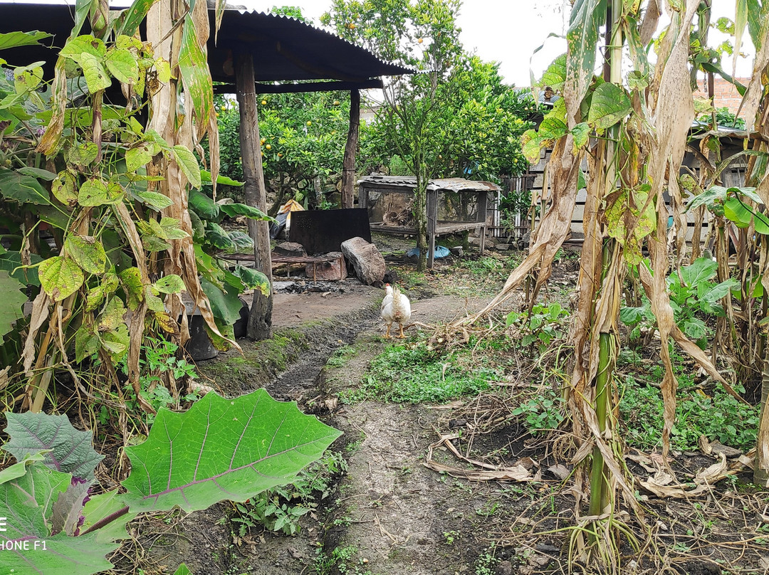 Hospedaje Pension Las Orquideas De Yumbilla主图